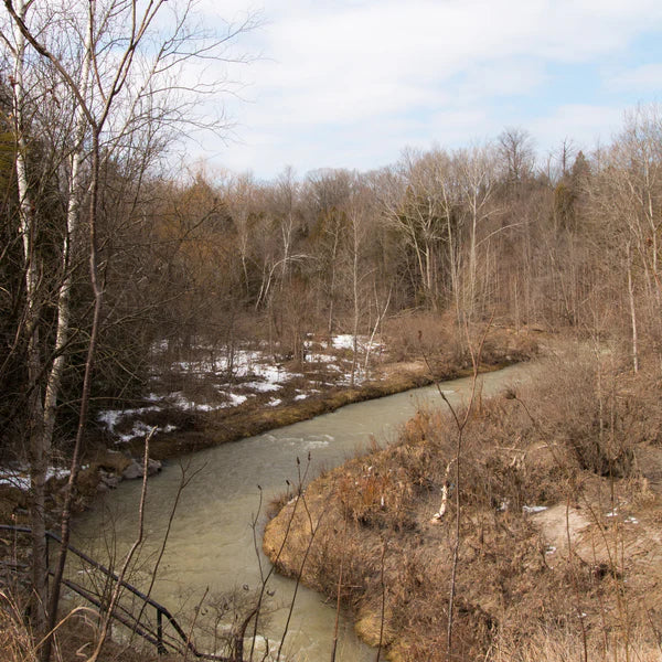 The Sundry Sun Issue #13 - New Year's Funtivities & an Easy 3 Ingredient Cough Syrup