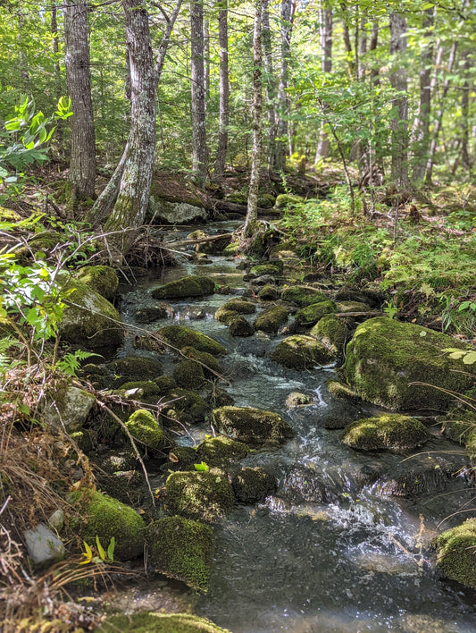 a small creek flowing downhill with moss covered stepping stones