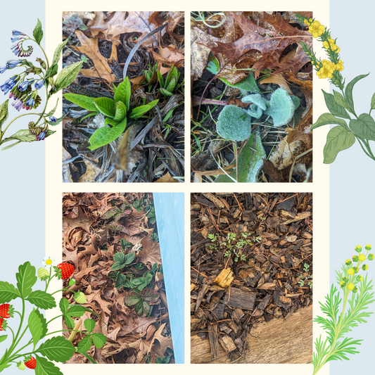 The Sundry Sun Issue #15 - Spring isn't just for plants.