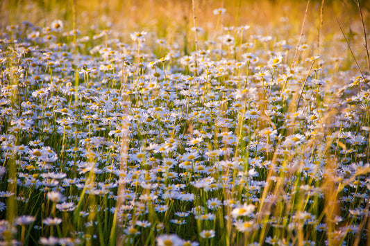 Herbal Profile: Chamomile