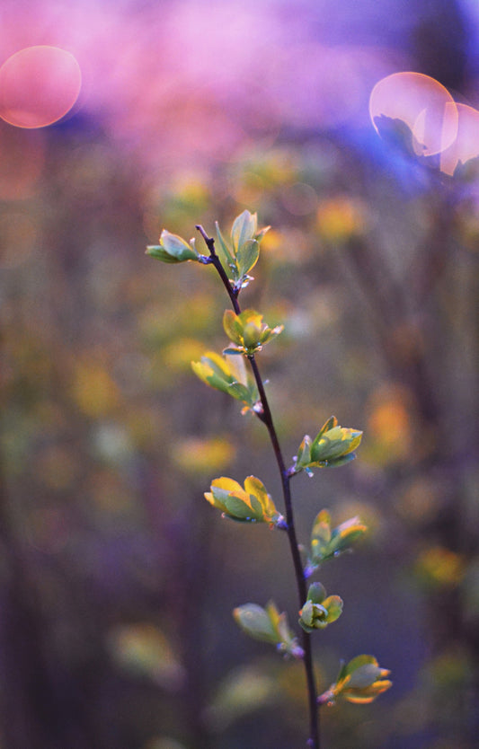 a small blooming branch