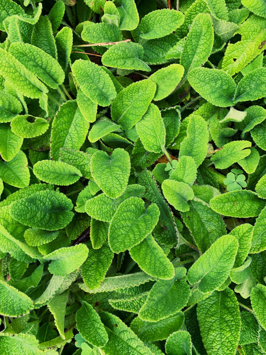lemon balm leaves