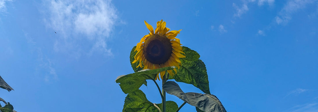 The Sundry Sun Issue #10 - Herb Hair Don't Care (Final)