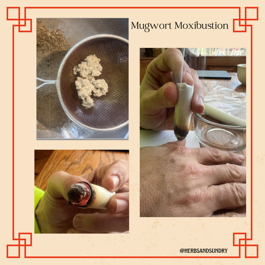 The Sundry Sun Issue #14 - Mugwort Plant Profile & Moxibustion