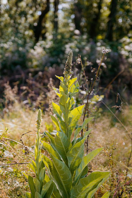 Herbal Profile: Mullein