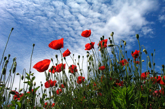 Exploring the Medicinal Plants in Your Local Area