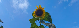 The Sundry Sun Issue #10 - Herb Hair Don't Care (Final)