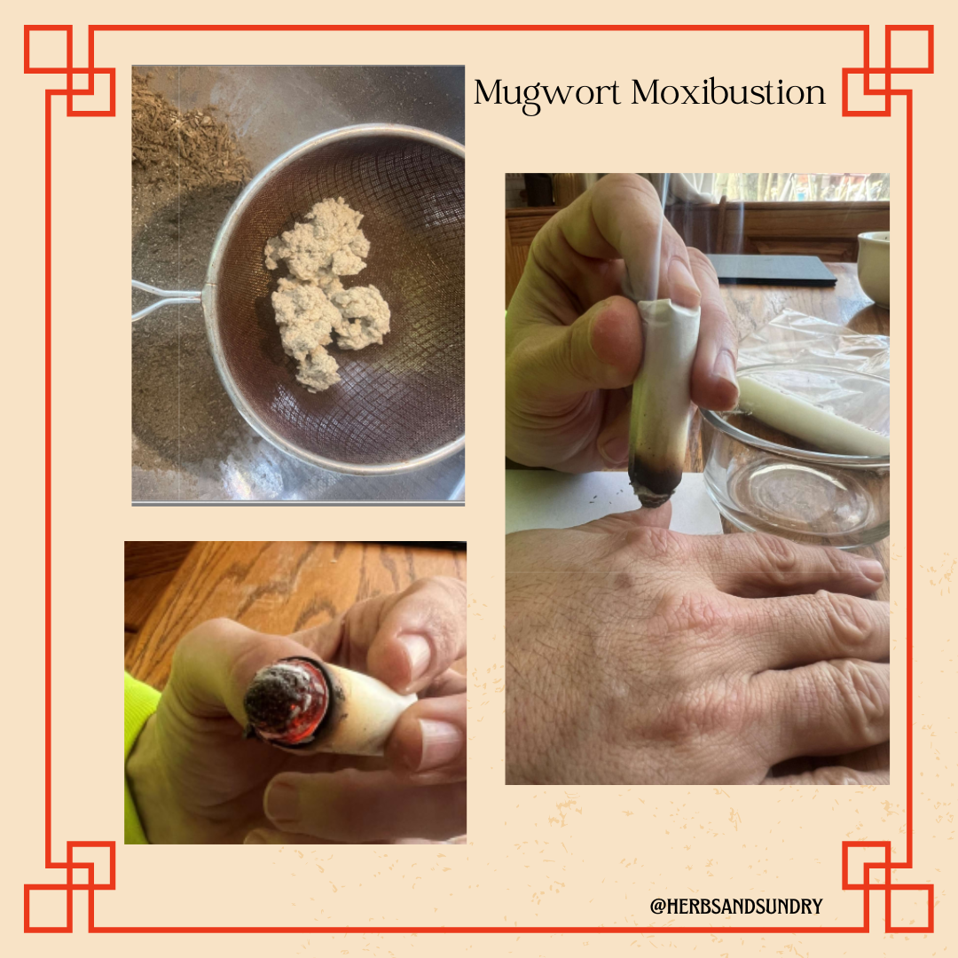 The Sundry Sun Issue #14 - Mugwort Plant Profile & Moxibustion – Herbs ...